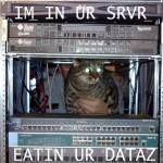 cat_in_server