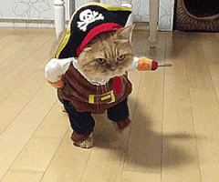 cat costume GIF cat costume GIF