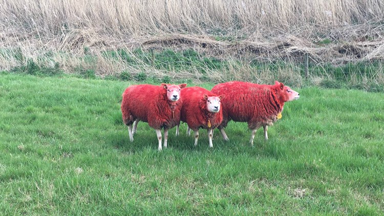 Het_mysterie_van_drie_rode_schapen_in_een_weiland_%5BFOTO'S%5D.jpg