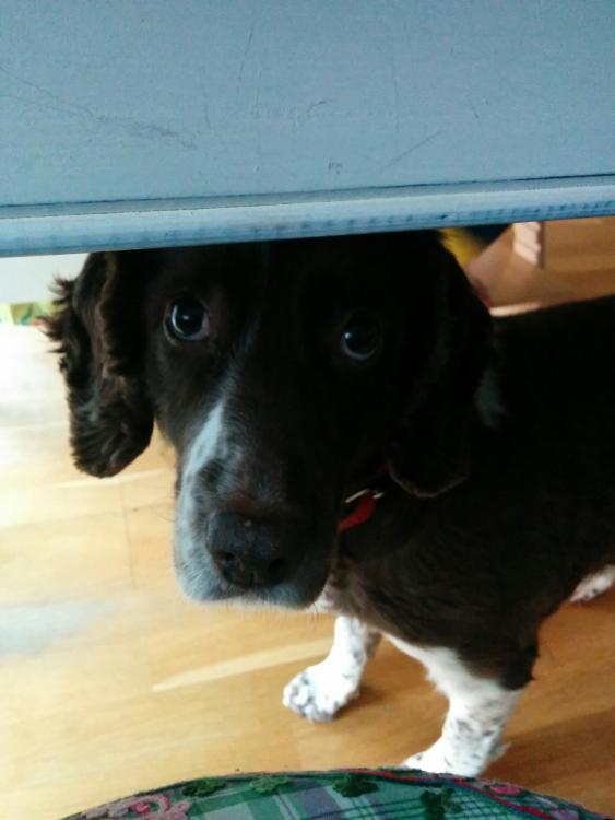 IMG_20160313_074844.thumb.jpg.a701bf71e0