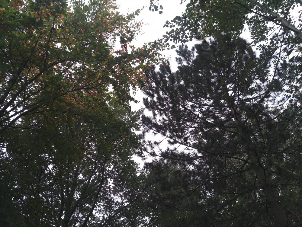 elephone s8 -2  (4).jpg