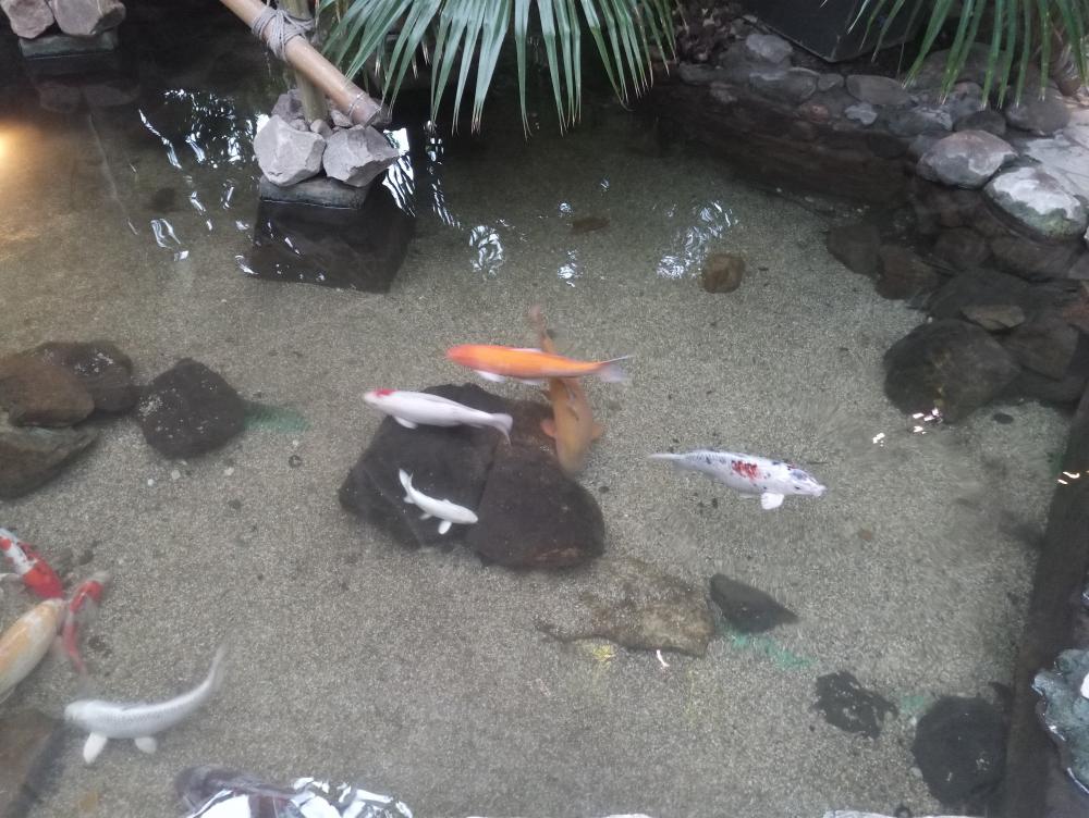 elephone s8 -2  (8).jpg