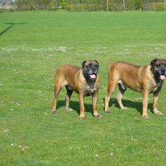 boerboel