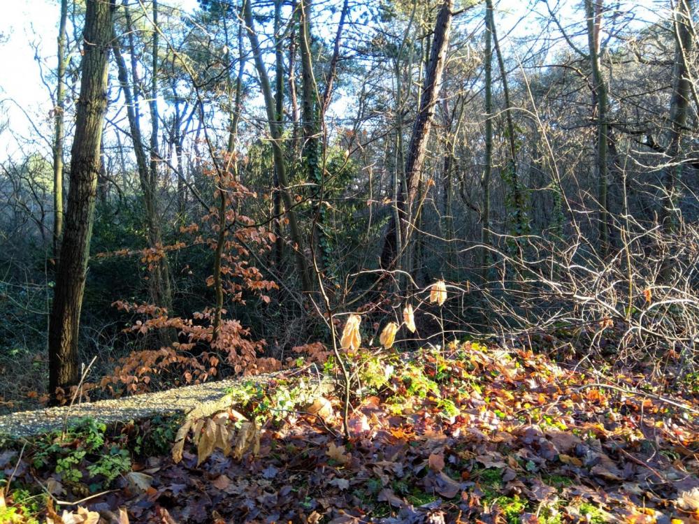 Nokia X6 Duken MVIMG_20181224_125130.jpg