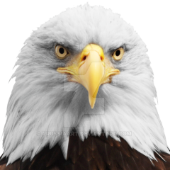 Eagle2022